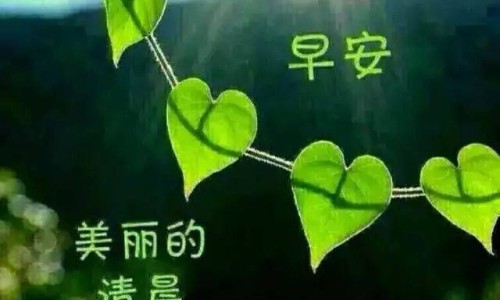 狗狗脸上长红色的小疙瘩-狗狗脸上长疙瘩出血网 - 狗狗脸上有疙瘩是怎么回事,狗狗脸上起了一个痘